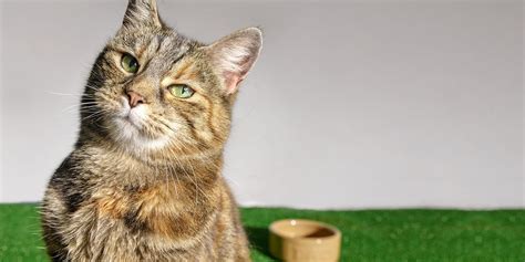 battersea cats home lottery|Rehoming .